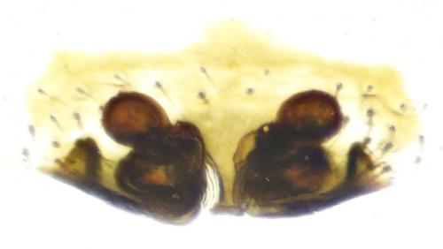 Réf. 201 022 : Hylyphantes nigritus